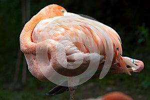 Sleepnig flamingo