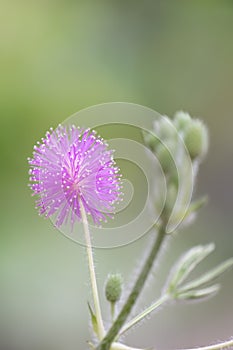 Sensitive plant touch-me-not, Mimosa pudica, pink flower photo