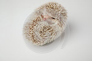 Sleepy african dwarf hedgehog resting on its back