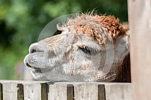 Sleepy alpaca resting on a fence