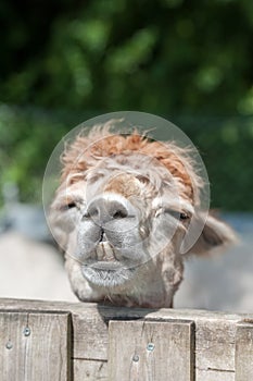 Sleepy alpaca resting on a fence