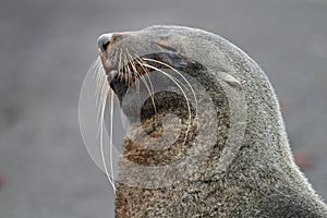 Sleepy Antarctic fur seal, Antarctica