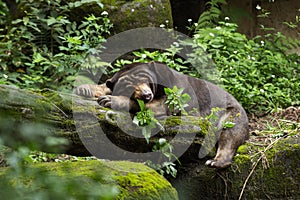 Sleepy Asian black bear lying