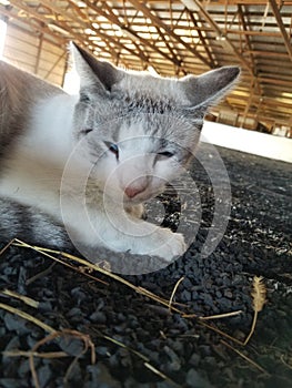 Sleepy Barn Cat laying in the arena