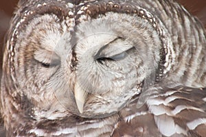 Sleepy Barred Owl