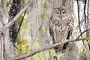 Sleepy Barred Owl perched on branch along Okefenokee Swamp Boardwalk Trail, Georgia USA