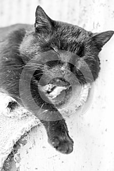 Sleepy, beautiful, black tomcat