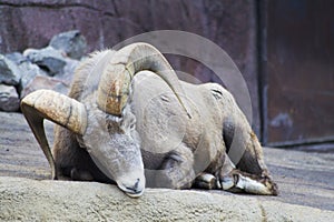 Sleepy bighorn ram