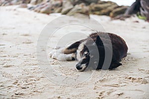 Sleepy black dog lying on beach at Ko Man Klang, Rayong