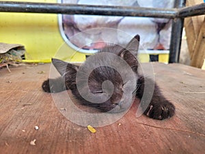 Sleepy black kitten