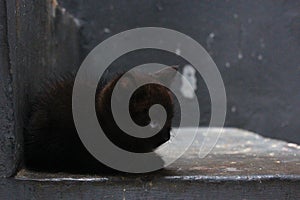 The sleepy black kitten