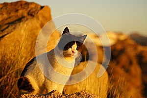 Sleepy black and white cat under the sunset light
