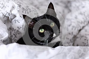 Sleepy black and white fluffy cat with green eyes rests on comfy bed