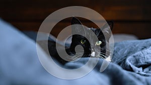 Sleepy black and white fluffy cat with green eyes rests on comfy linen bed