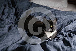 Sleepy black and white fluffy cat with green eyes rests on comfy linen bed