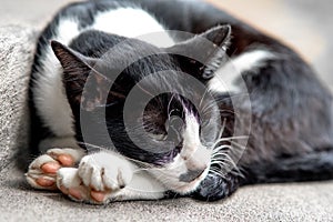 Sleepy black and white kitten is lying on the floor.