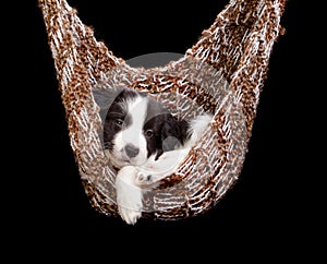 Sleepy border collie puppy