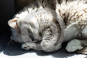 A sleepy British cat is basking in the rays of the sun. The sun\'s rays penetrate into the apartment