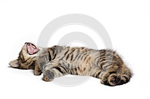 Sleepy british kitty cat yawning and laying down on white blanket. copy space