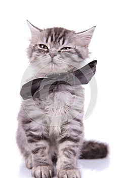 Sleepy British Shorthair cub wearing bowtie and blinking