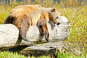 Sleepy Brown Bear img