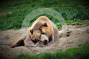 Sleepy Brown Bear