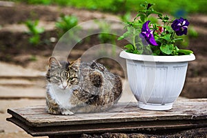 Sleepy brown cat relaxing near petunia