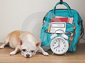 sleepy brown chihuahua dog wearing eye glasses, lying down with alarm clock and school backpack on wooden floor and