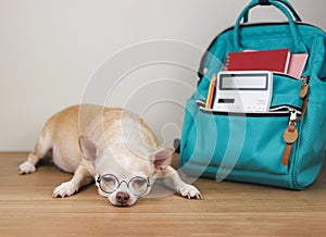 sleepy brown chihuahua dog wearing eye glasses, lying down with school backpack on white wooden floor and white wall