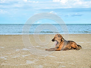 Sleepy brown dog yawn and lie down on beach with sky and sea