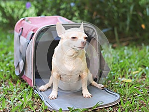 sleepy brown short hair Chihuahua dog sitting in front of pink fabric traveler pet carrier bag on green grass in the garde. Safe