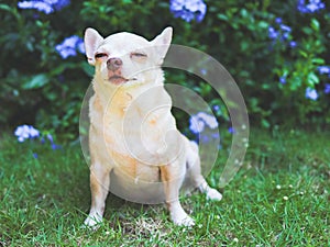 Sleepy brown short hair chihuahua dog sitting on green grass in the garden with purple flowers background