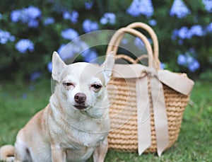sleepy brown short hair chihuahua dog sitting with straw bag on green grass in the garden with purple flowers, Travel Fatigue