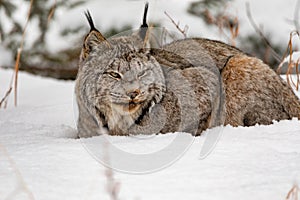 Sleepy Canada Lynx Lynx canadensis in winter snow