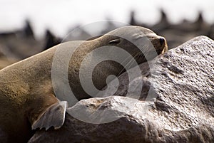 Sleepy cape fur seal