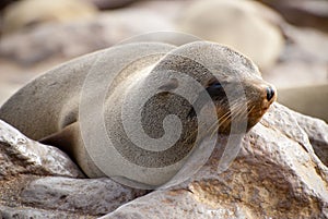 Sleepy cape fur seal