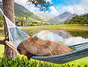 Sleepy Capybara Relaxing in a Hammock under Big Tree