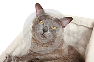 Sleepy cat in a basket