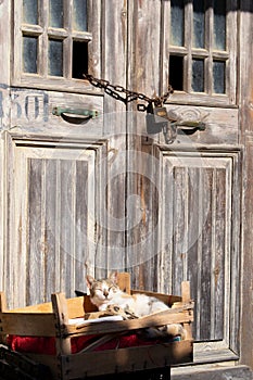 Sleepy cat in the chest in front of the old locked wooden door