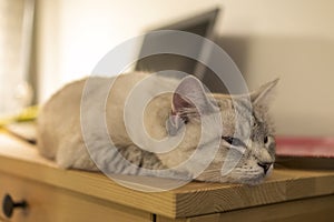 Sleepy cat dozed off at the laptop on table