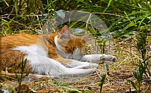 Sleepy cat in the field