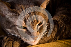 Sleepy cat by fireplace