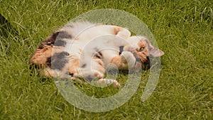 Sleepy cat on the grass