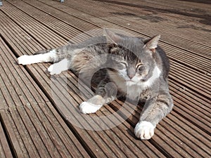 Sleepy cat lazing on a deck