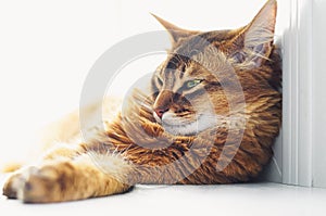 Sleepy cat lying on bright window sill indoor