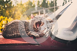 Sleepy cat on an old car