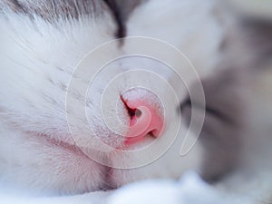 Sleepy cat with pink nose. photo