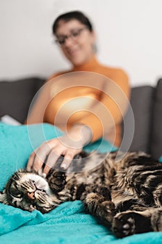 Sleepy cat resting in the couch while defocused woman is petting him. Love and care for animals concept