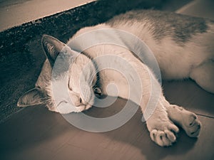 Sleepy cat resting, lovely kitten