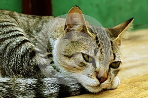 Sleepy cat resting, lovely kitten